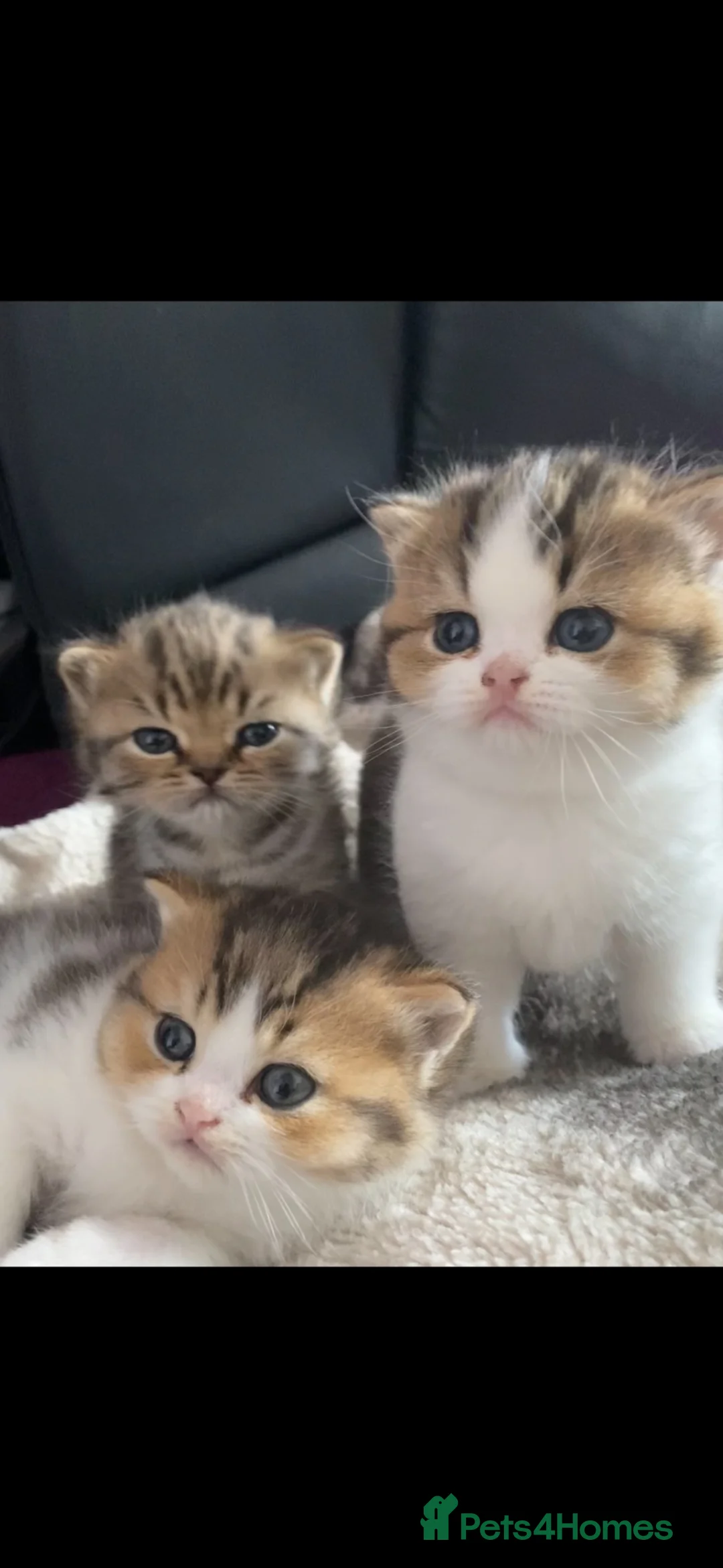 British Shorthair cats for sale: British Short Hair Kittens Purebred - Advert 2