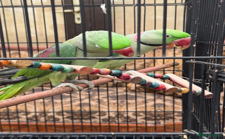 Parrots birds - Advert 1
