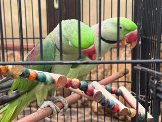 Parrots birds - Advert 17
