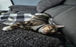 British Shorthair cats for sale: Looking for my new home - Image 2