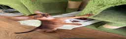 Abyssinian cats for sale: TICA 5* pedigree Abyssinian Kittens  - Advert 12