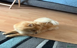 Pomeranian dogs for sale: Pomeranian 11 months  - Image 3