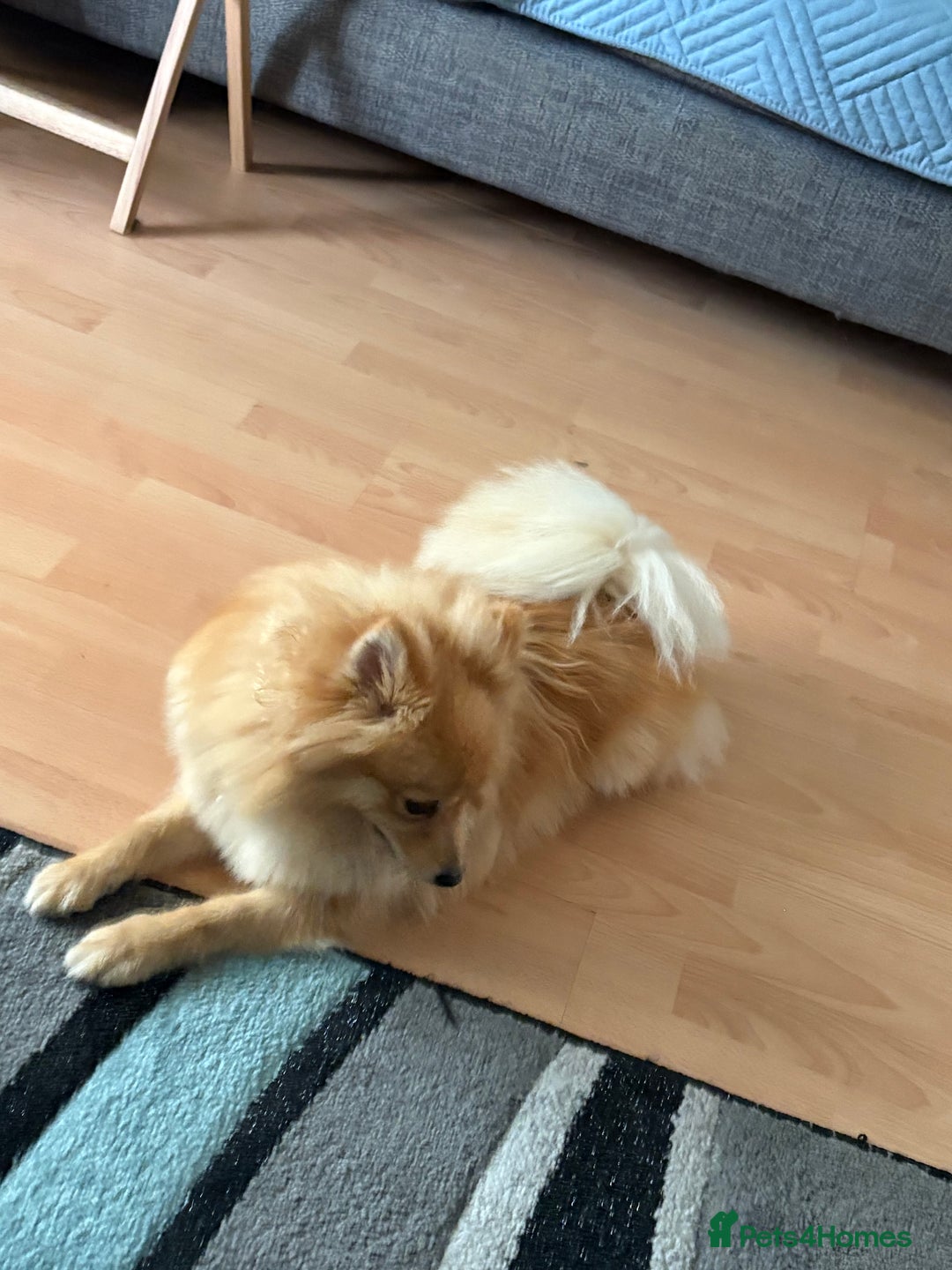 Pomeranian dogs for sale: Pomeranian 11 months  - Image 3