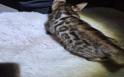 Bengal cats for sale:  1 stunning male bengal kitten (reduced price) - Image 22