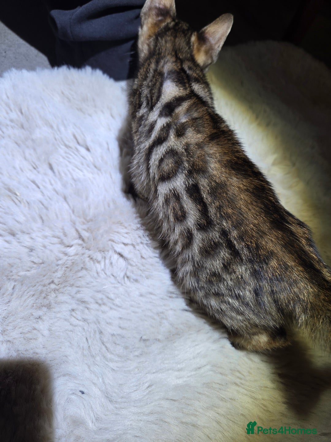 Bengal cats for sale:  1 stunning male bengal kitten (reduced price) - Image 22
