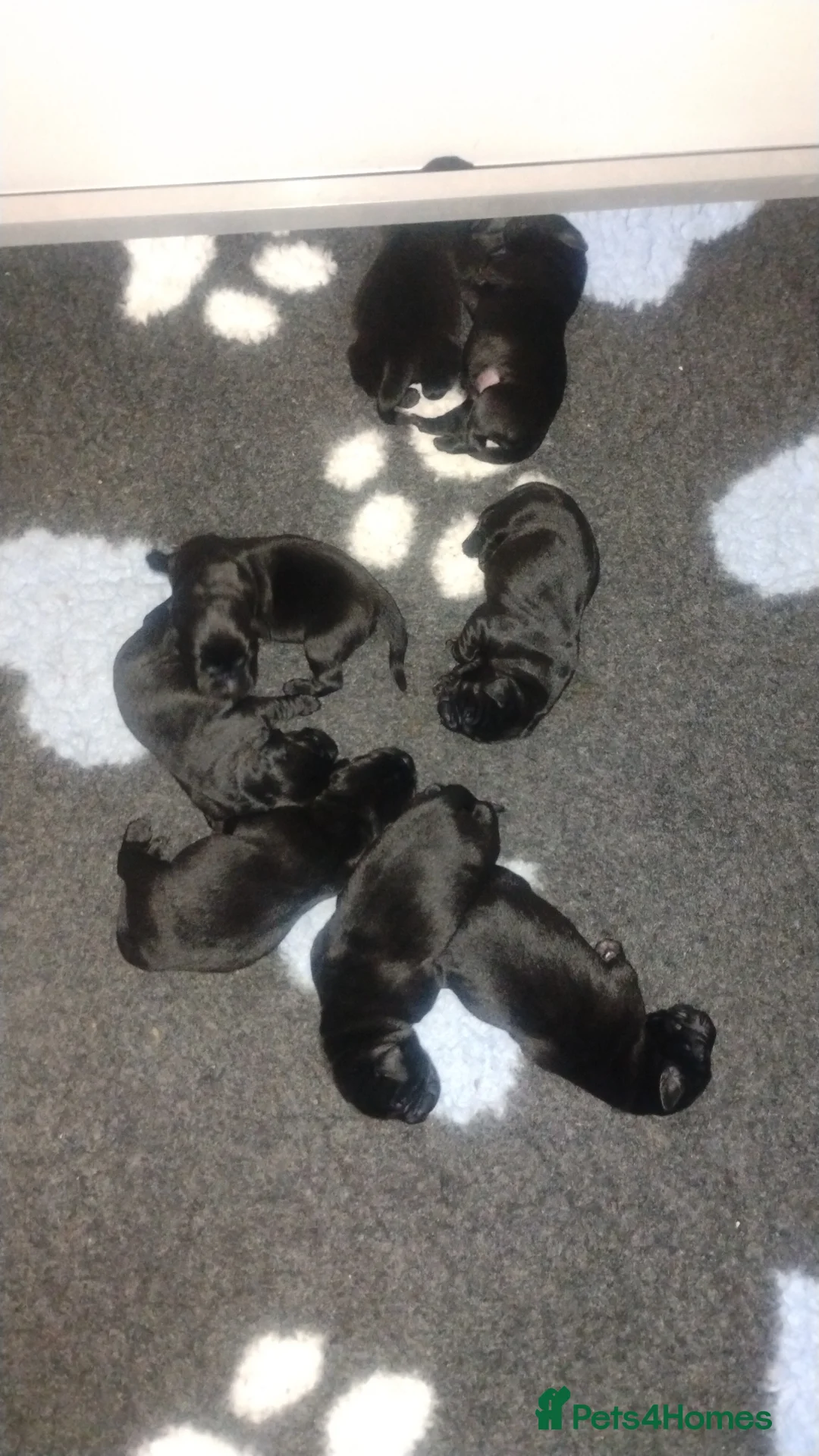 Labrador Retriever dogs for sale: KC registered Black Labrador Puppies  - Advert 6