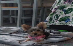 Yorkshire Terrier dogs for sale: Female Yorkshire Terrier  - Image 2