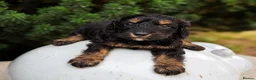 Cockapoo dogs for sale: Stunning unusual cockapoos  - Advert 10