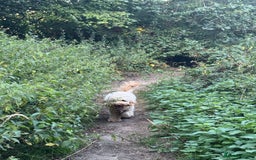 Cockapoo dogs for sale: Adorable 1-Year-Old Cockapoo Puppy for Sale - Image 2