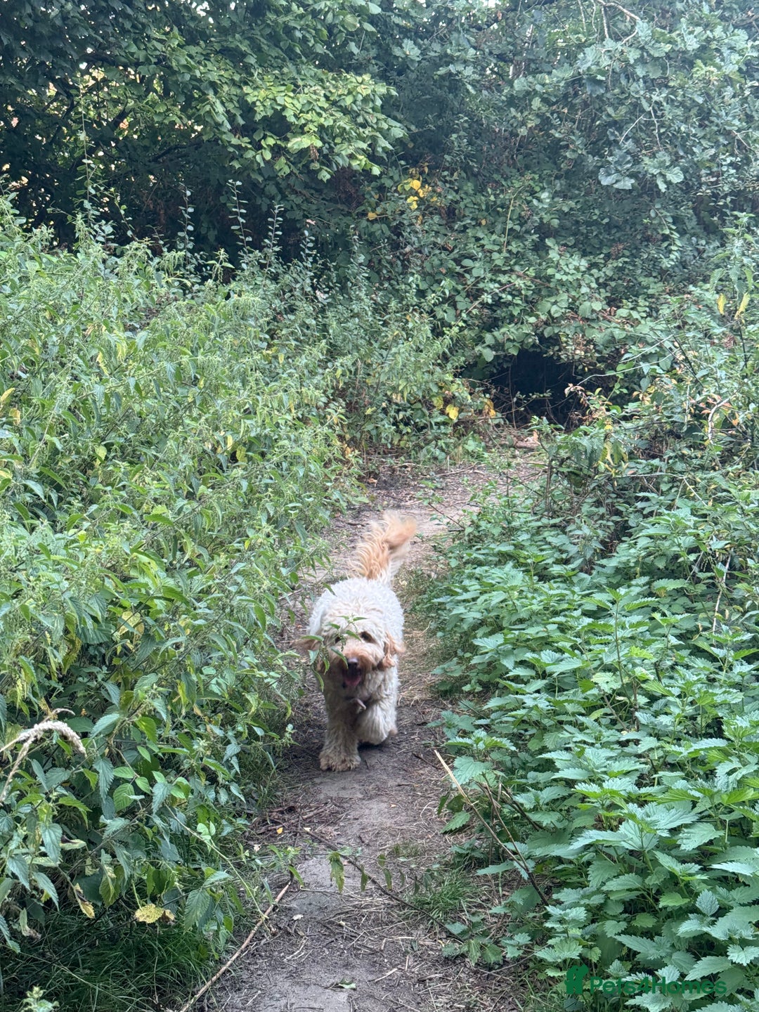 Cockapoo dogs for sale: Adorable 1-Year-Old Cockapoo Puppy for Sale - Image 2