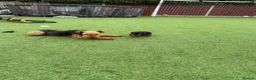 Welsh Terrier dogs for sale: Adorable Welsh terrier puppy  - Advert 2