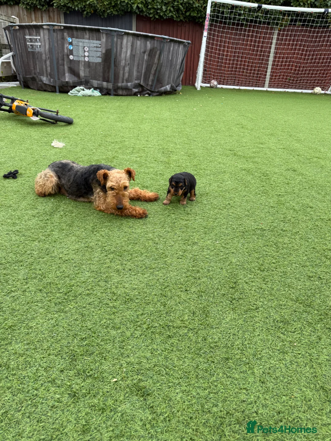 Welsh Terrier dogs for sale: Adorable Welsh terrier puppy  - Advert 2