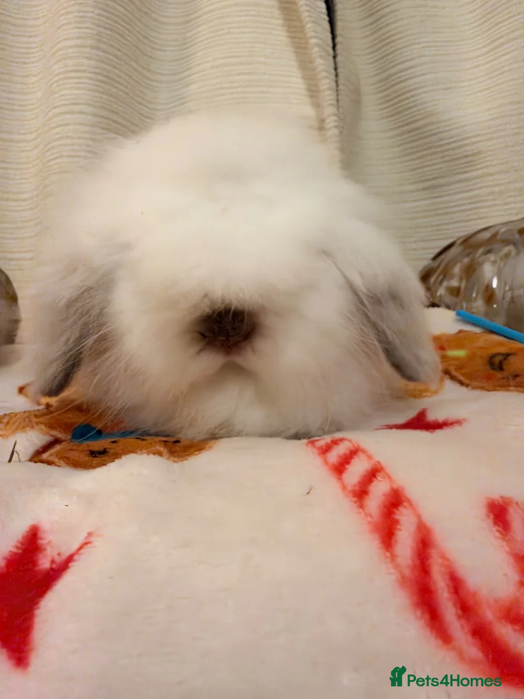 Mini Lion Lop rabbits for sale: Fluffy little double mane mini lion lop bunnies - Advert 1
