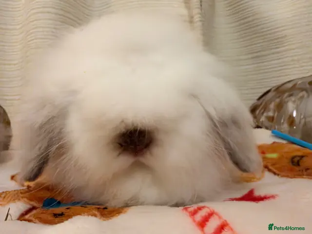 Mini Lion Lop rabbits for sale: Fluffy little double mane mini lion lop bunnies - Advert 1