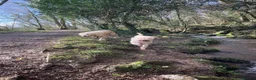 Mini Goldendoodle dogs for sale: Miniature Golden Doodle - Advert 4