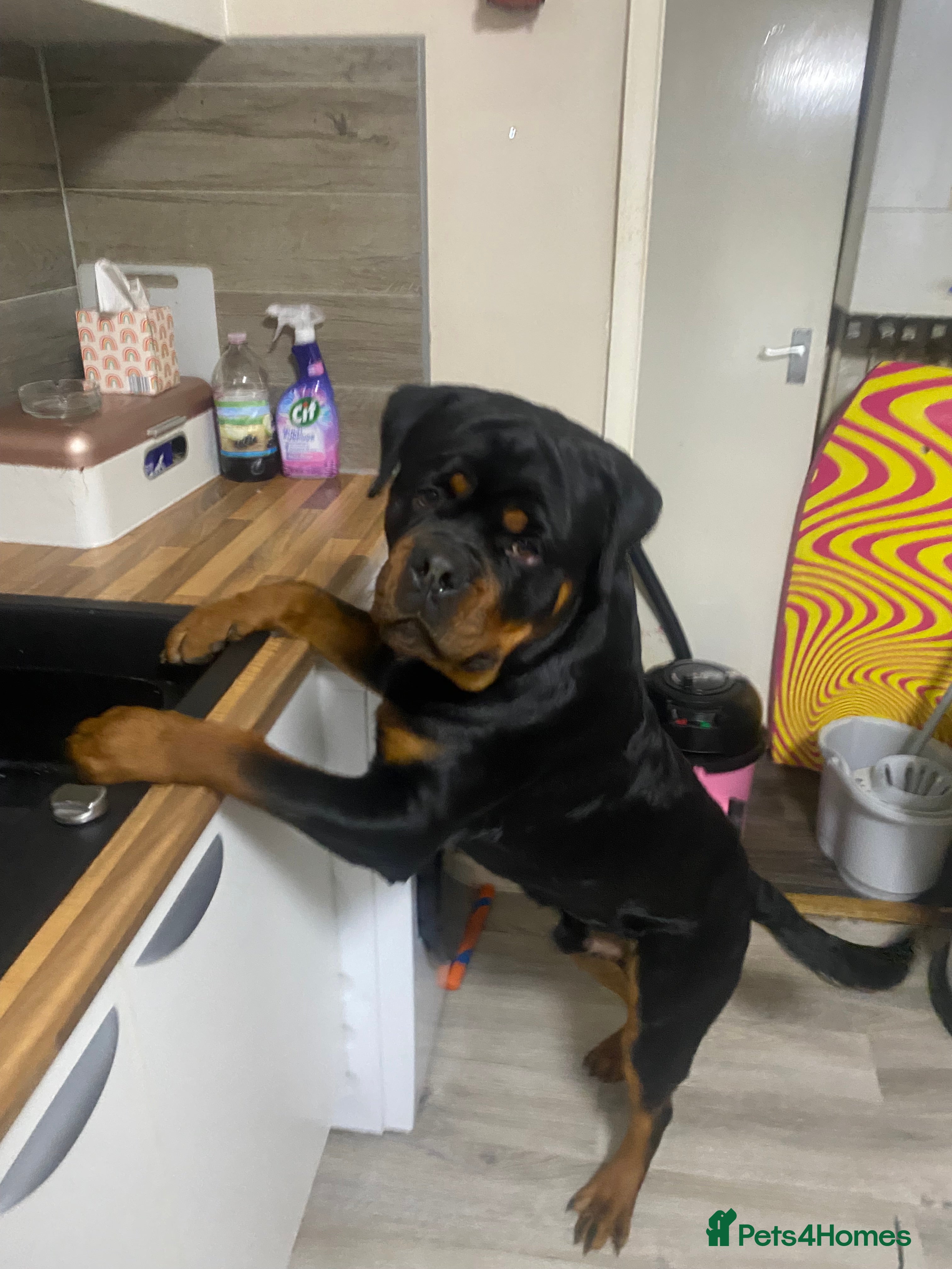 Rottweiler dogs Rottweiler  - Advert 3