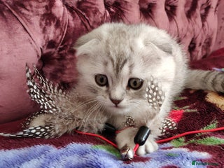 British Shorthair cats Chunky kittens for sale - Advert 13