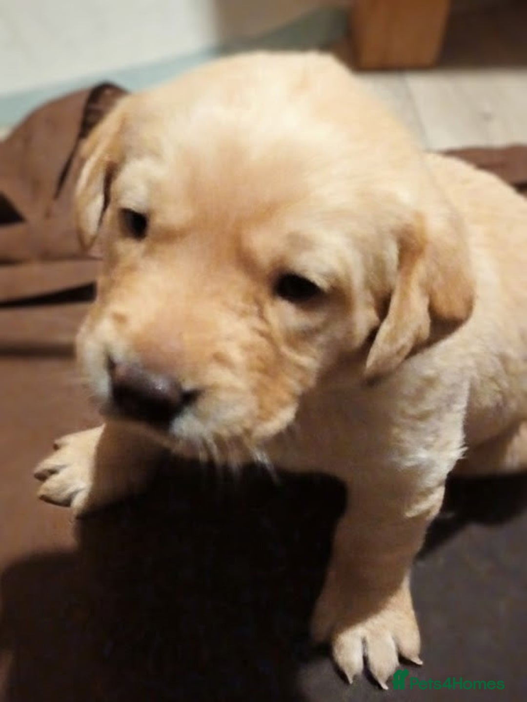 Labrador Retriever dogs for sale: Dudley Fox Red Labradors with FTCH in lineage - Advert 27