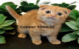 Munchkin cats for sale: Exceptional Quality & Extremely Rare Silver Minuet - Image 7