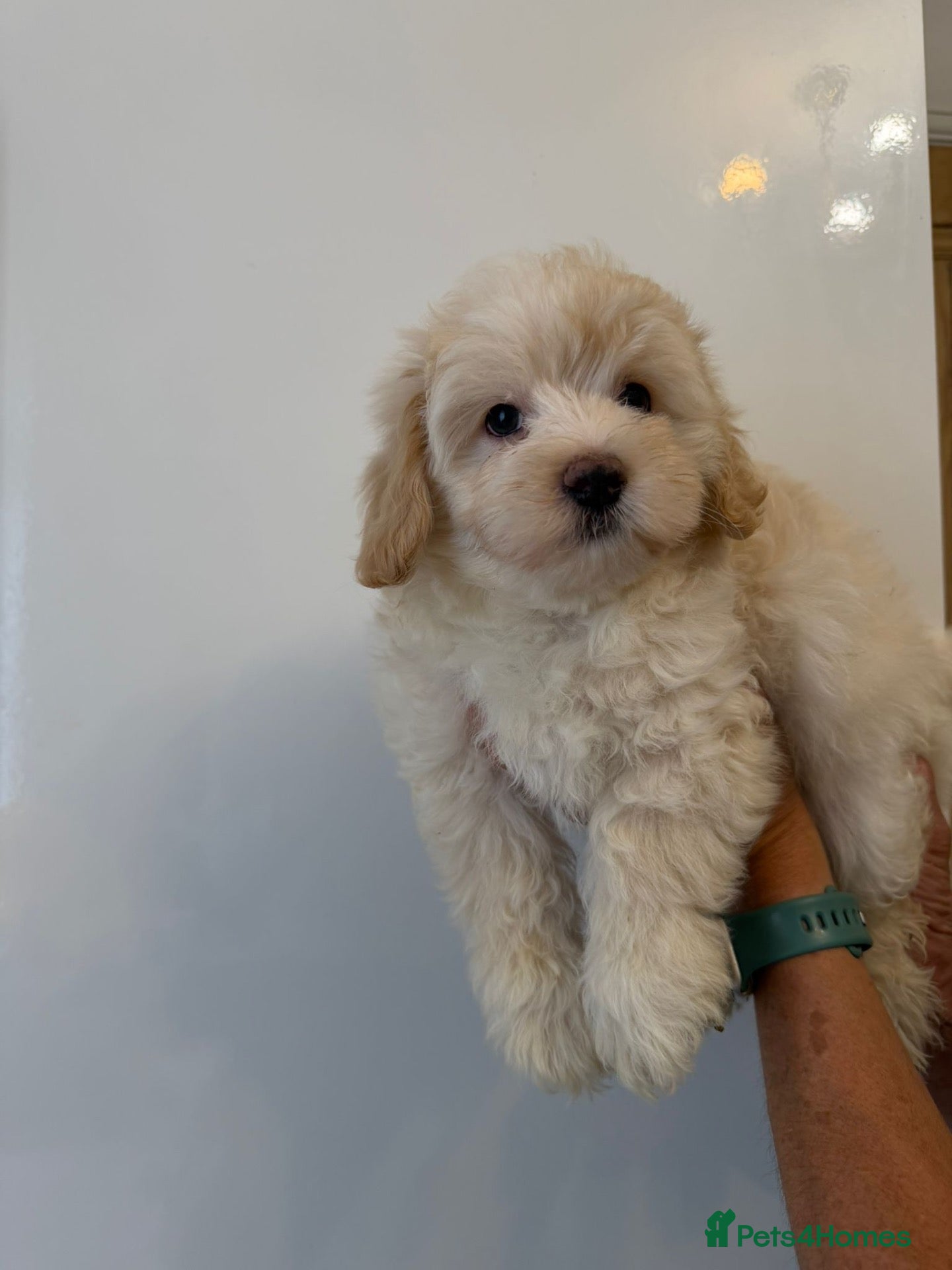 Maltipoo dogs 🤩 1 stunning f1 male Maltipoo 🤩 - Advert 11