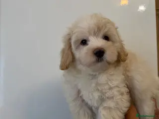 Maltipoo dogs 🤩 1 stunning f1 male Maltipoo 🤩 - Advert 11