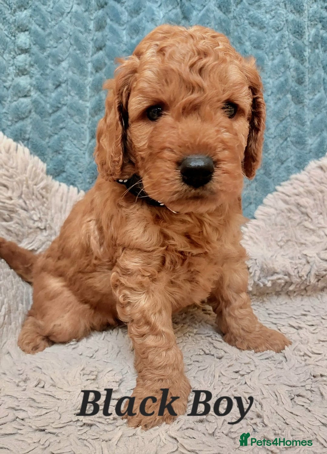 Cockapoo dogs for sale: Happy healthy cockapoo pups F1B DNA tested parents - Advert 3