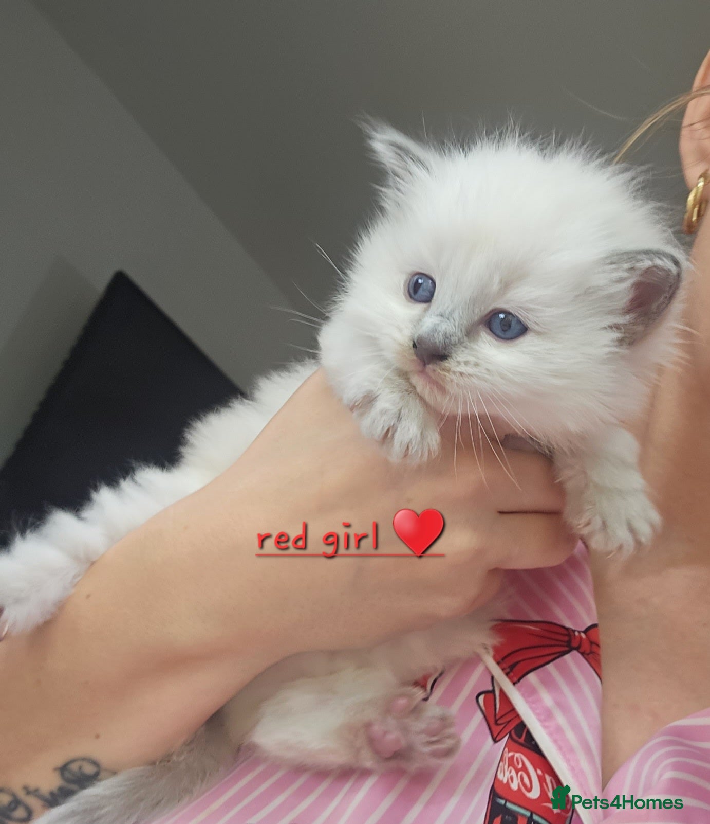 Ragdoll cats Ragdoll kittens *1 girl left* - Advert 1