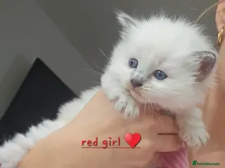 Ragdoll cats Ragdoll kittens *1 girl left* - Advert 1