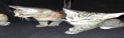 Mixed Breed cats for sale: Gorgeous half siamese kittens - Advert 7