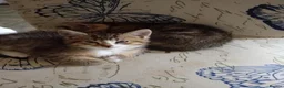 Mixed Breed cats for sale: Beautiful tabby kittens ready to go - Advert 7