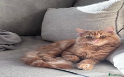 Ragdoll cats for sale: Mixed breed - Ragdoll x tabby male kitten  - Image 1