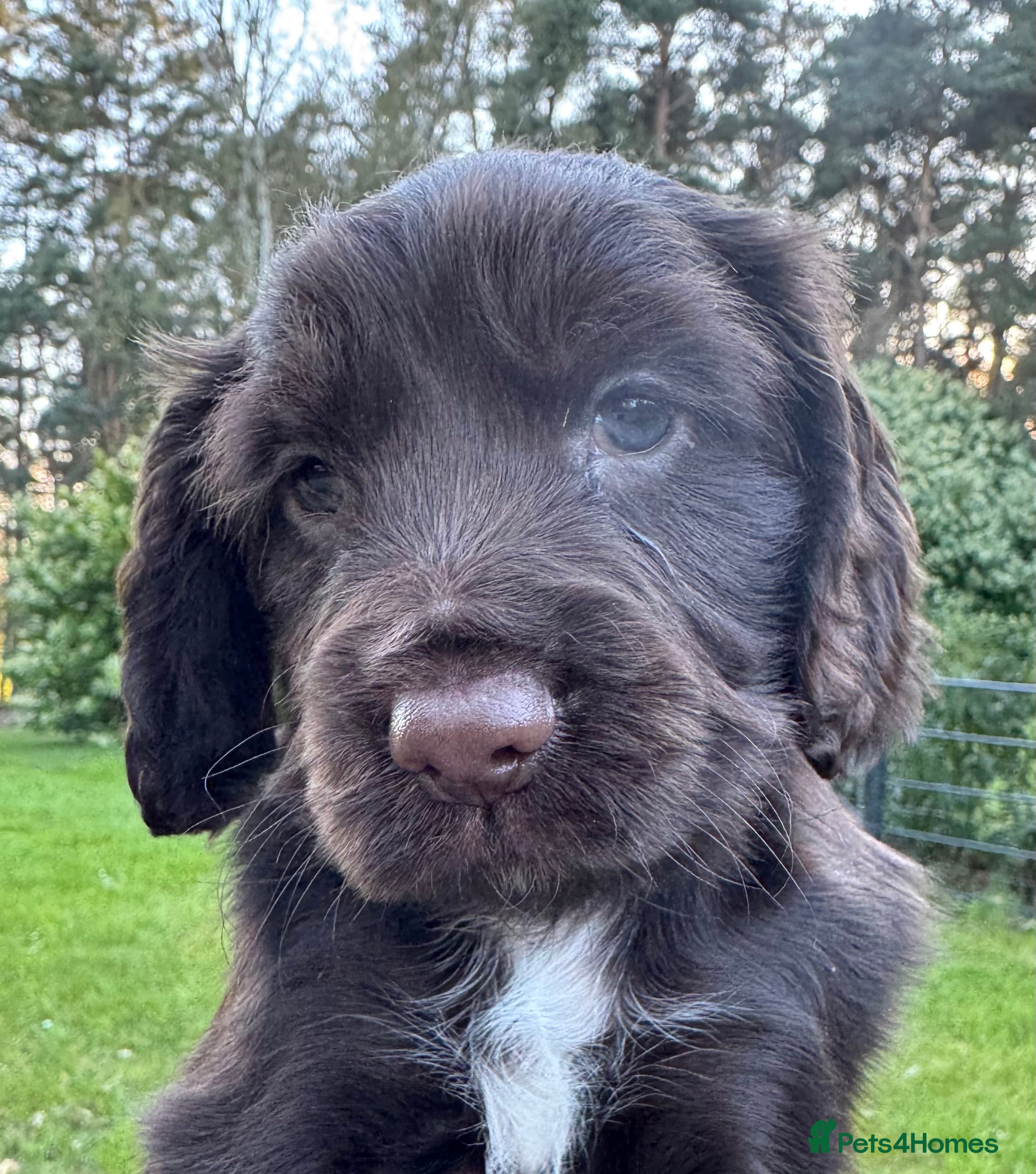Cocker Spaniel dogs Chocolate Working Cocker Spaniel puppies - Advert 2