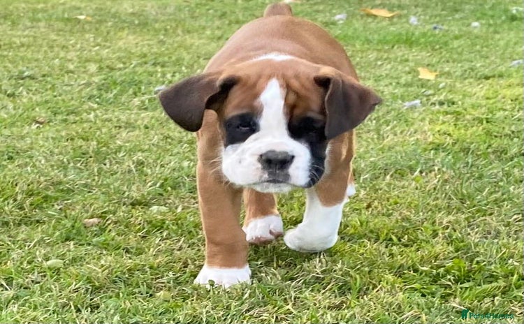 Boxer dogs - Advert 5