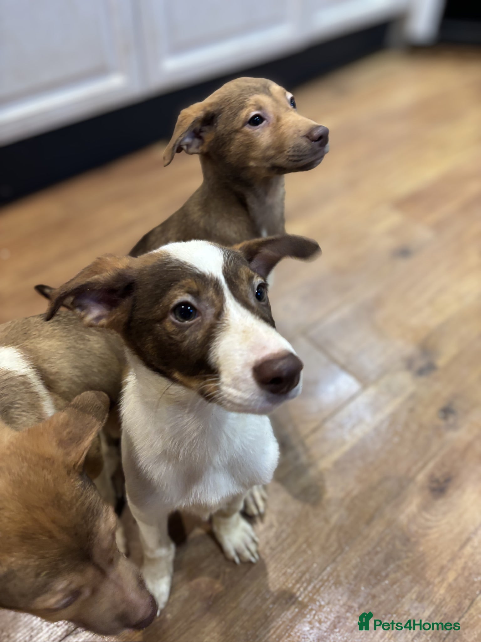 Mixed Breed dogs for sale: Mixed Breed Pups - Advert 13