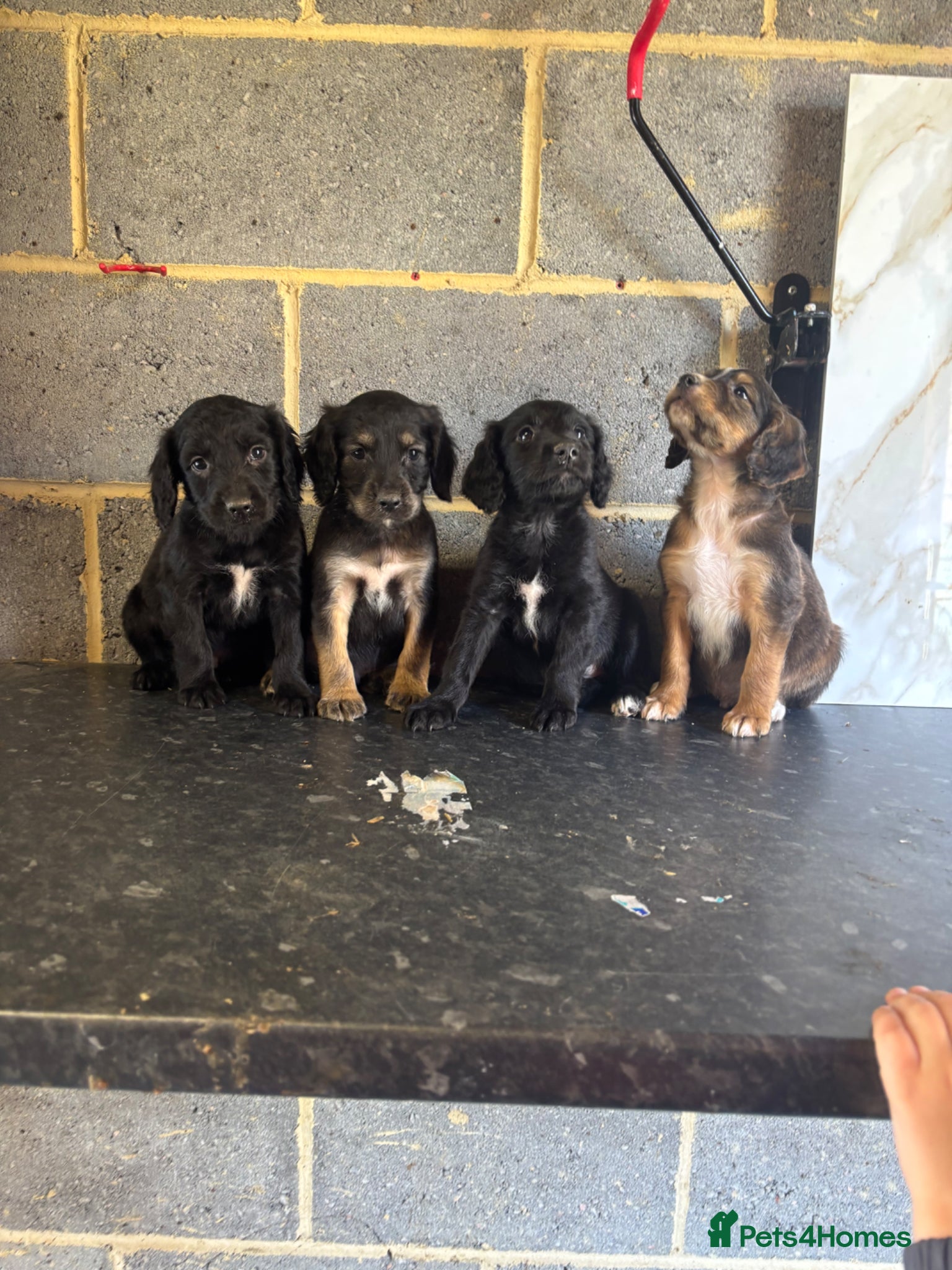 Maltipoo dogs Quality maltipoo puppies (mini poodle) - Advert 1