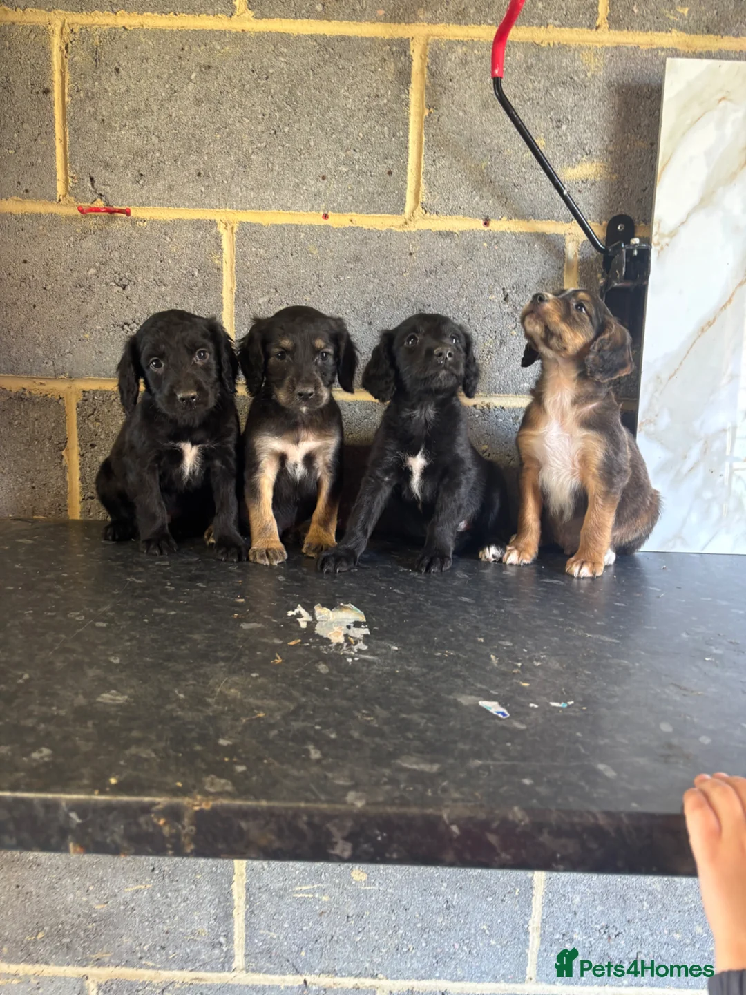 Maltipoo dogs for sale: Quality maltipoo puppies (mini poodle) - Advert 1