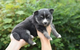Pomsky dogs for sale: Merle Genuine Toy Size  Pomsky Puppies - Image 38