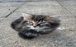 British Shorthair cats for sale: Cats for sale - Image 3
