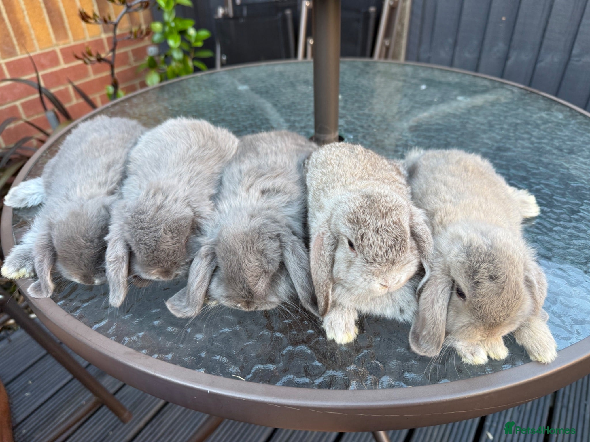 Mini Lop rabbits 🐰Mini Lop Rabbits – Ready for Loving Homes - Advert 2