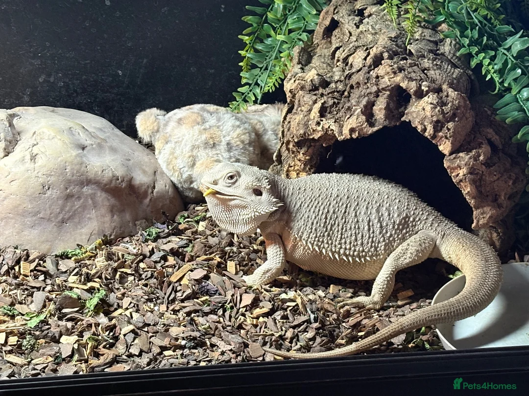 Bearded Dragon reptiles for sale: White bearded dragon  in Swindon - Advert 1