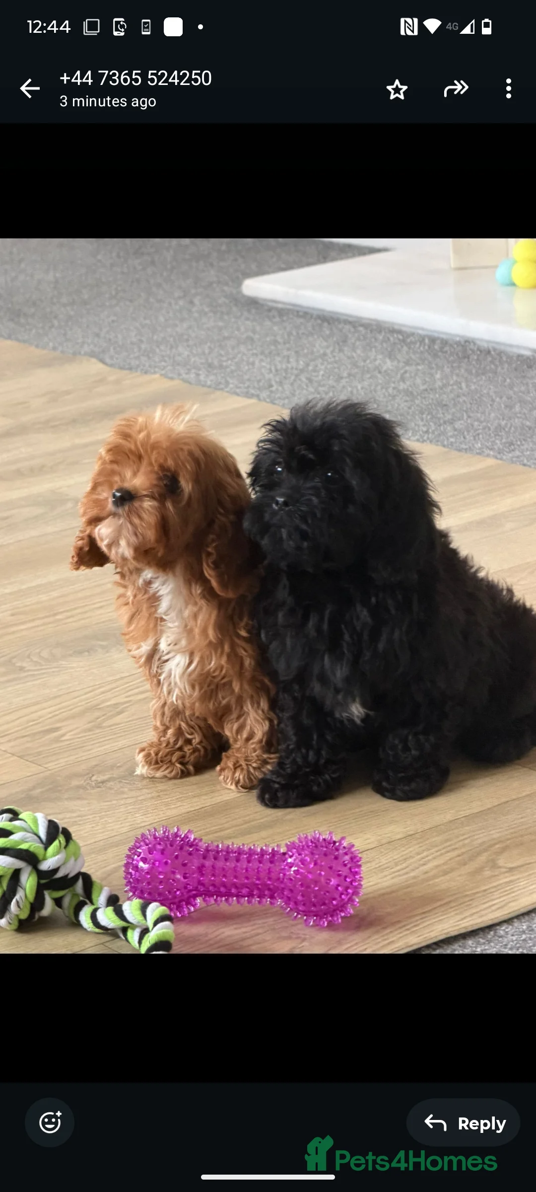 Cavapoo dogs for sale: Fully vaccinated 1 male 1 female ready now ! - Advert 1
