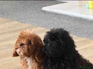 Cavapoo dogs Fully vaccinated ready now cavapoos ! - Advert 6