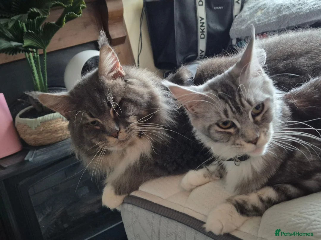 Maine Coon cats for sale: TICA reg XL Maine Coon only 2 boys left - Advert 16