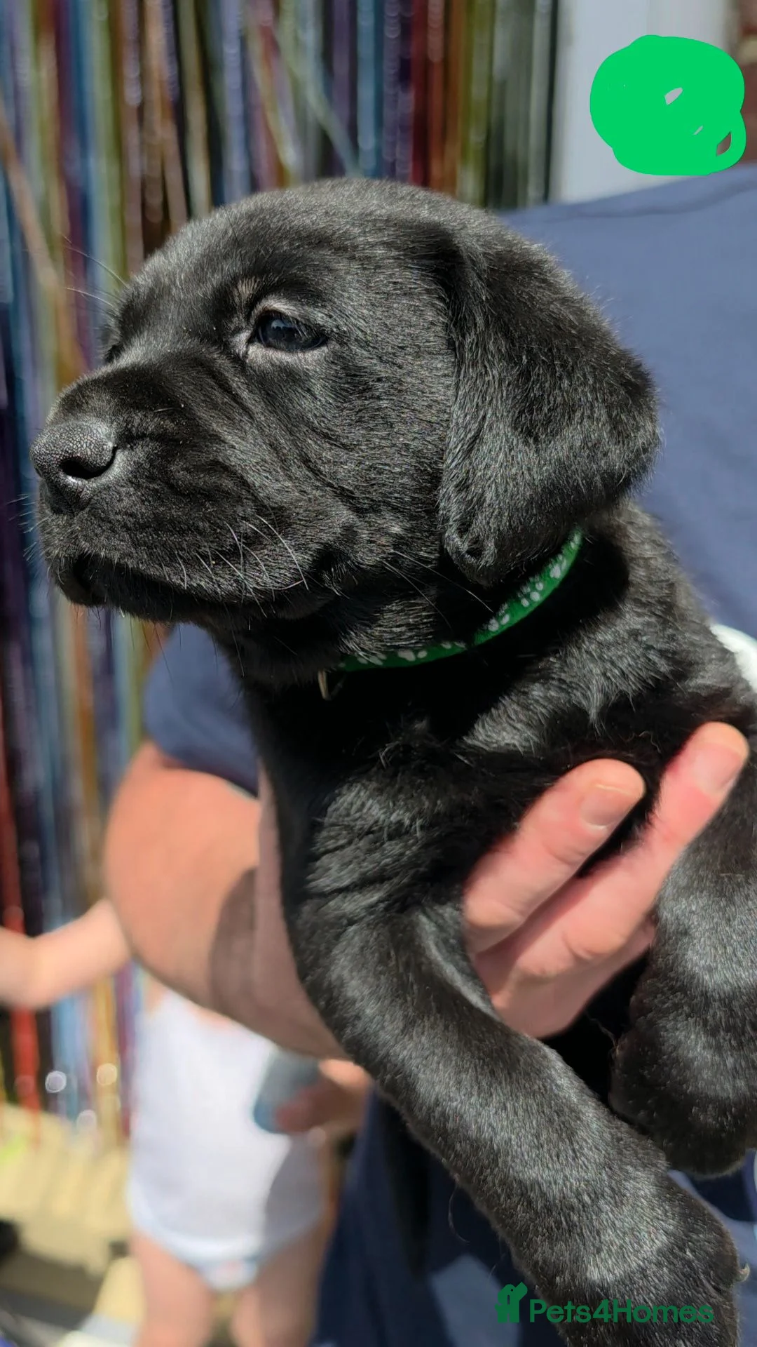 Labrador Retriever dogs for sale: STUNNING Pedigree Labrador Puppies in Portsmouth - Advert 17