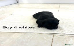 Cockapoo dogs for sale: Beautiful cockapoos  - Image 13