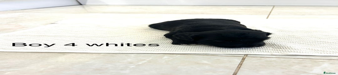 Boy 4whites 