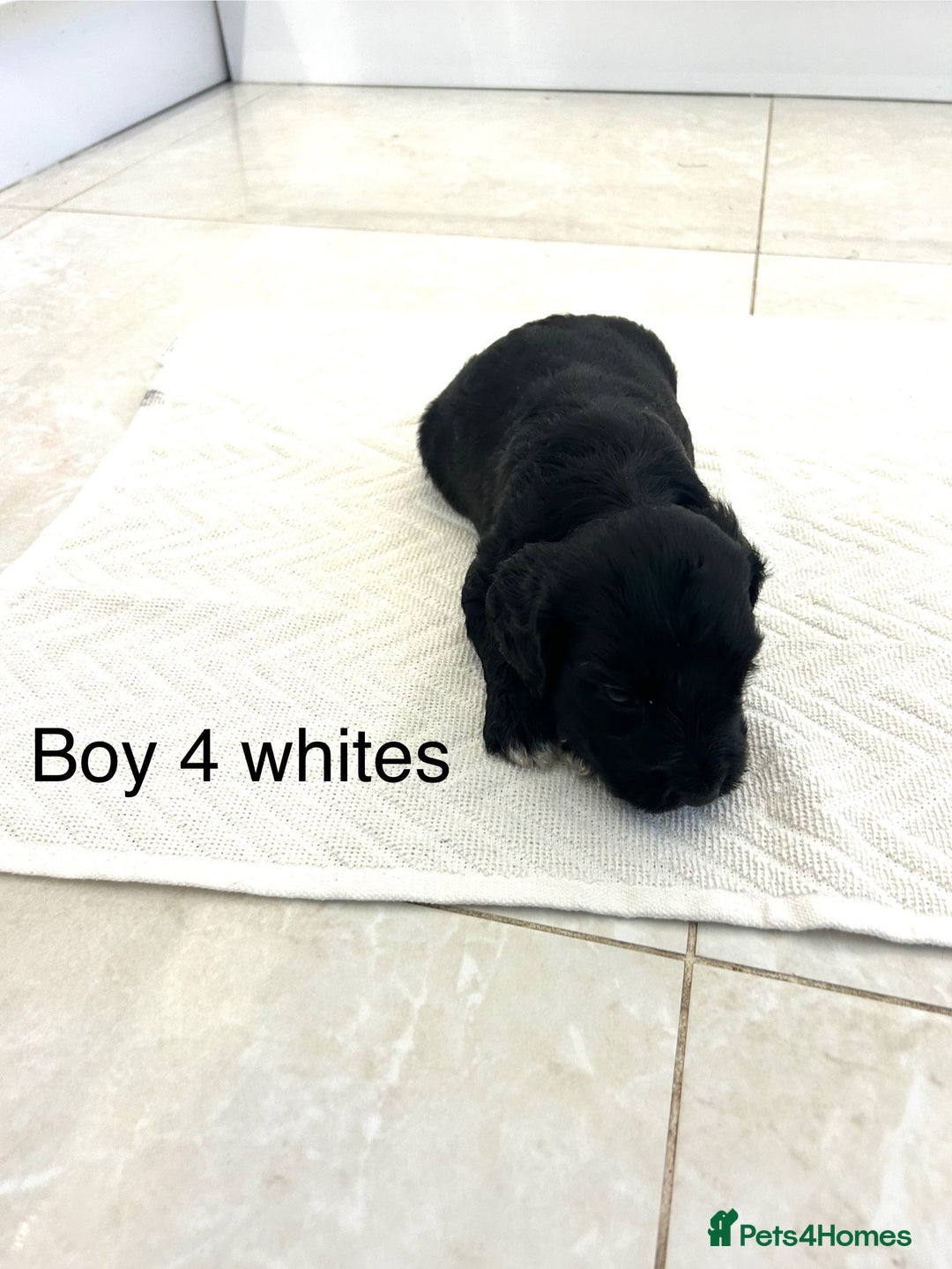 Cockapoo dogs for sale: Beautiful cockapoos  - Image 13