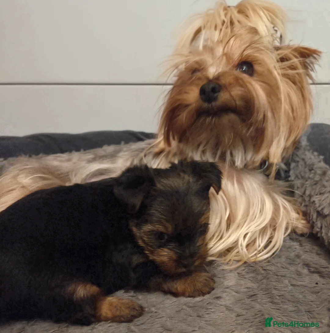Yorkshire Terrier dogs for sale: Adorable pappy girl - Advert 5