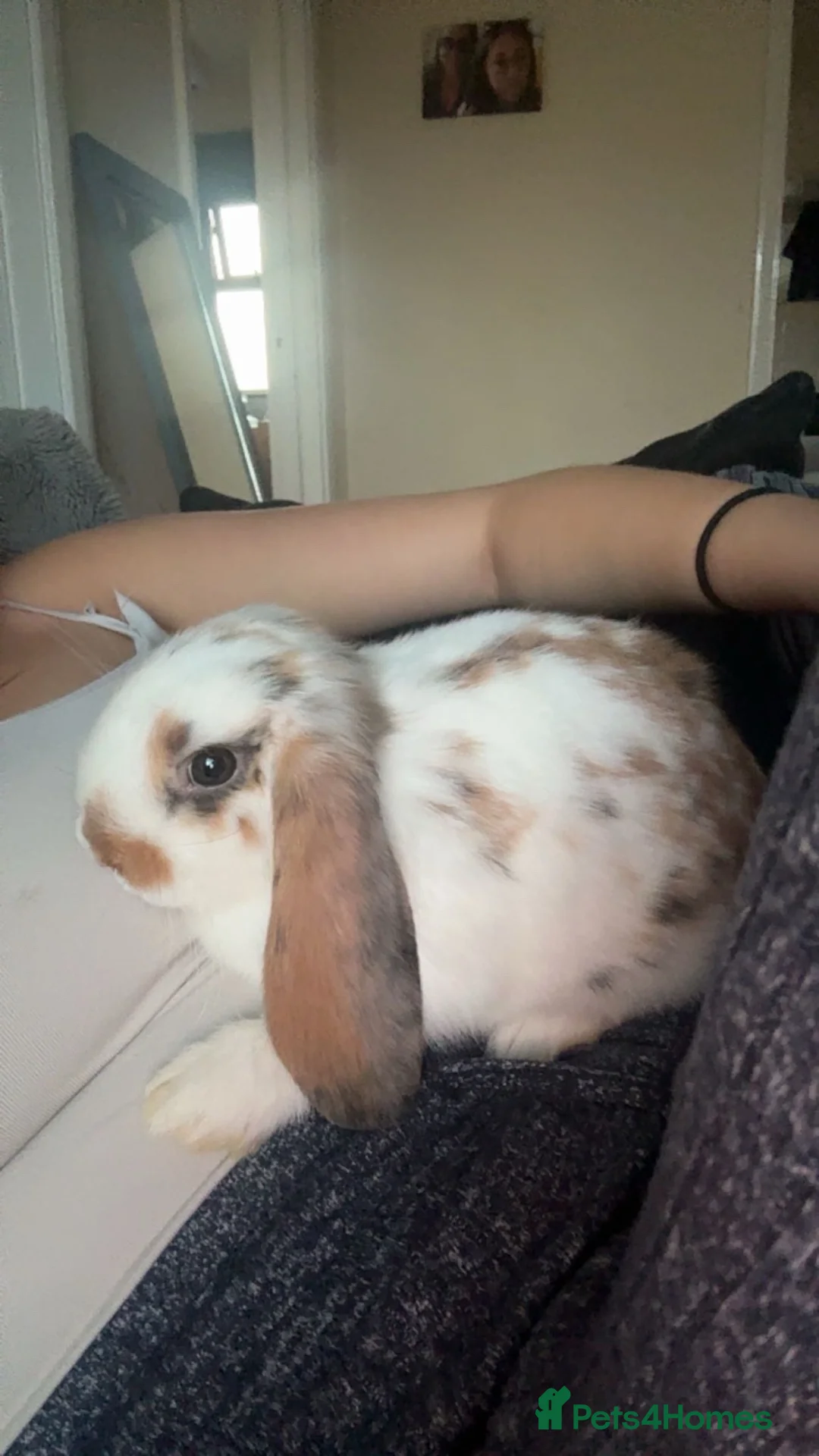 Mini Lop rabbits for sale: Beautiful friendly mini lop rabbit  in Witham - Advert 1