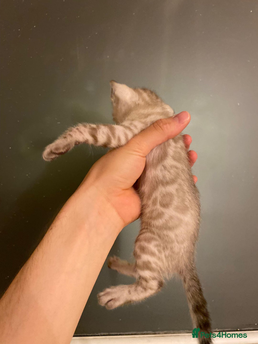 Bengal cats for sale: 🔥✨ Pedigree TICA-Registered Bengal Kittens - Image 20